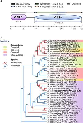 Evolutionarily Ancient Caspase-9 Sensitizes Immune Effector Coelomocytes to Cadmium-Induced Cell Death in the Sea Cucumber, Holothuria leucospilota